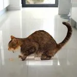 Cat refuză să mănânce și o mulțime de motive de greutate și doarme tot timpul, apa bea doar ce să facă,
