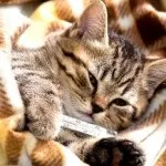 Cat refuză să mănânce și o mulțime de motive de greutate și doarme tot timpul, apa bea doar ce să facă,