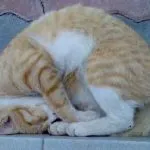 Cat refuză să mănânce și o mulțime de motive de greutate și doarme tot timpul, apa bea doar ce să facă,