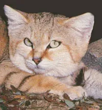 Pisici în natură Africa - pisici kotohaus, rase de pisici, de îngrijire de pisici, de formare pisica