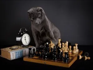 inteligenta felina, din nou despre pisici