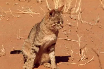 Pisici în natură Africa - pisici kotohaus, rase de pisici, de îngrijire de pisici, de formare pisica
