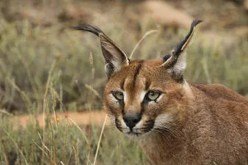 Pisici în natură Africa - pisici kotohaus, rase de pisici, de îngrijire de pisici, de formare pisica