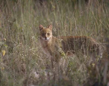 Pisici în natură Africa - pisici kotohaus, rase de pisici, de îngrijire de pisici, de formare pisica