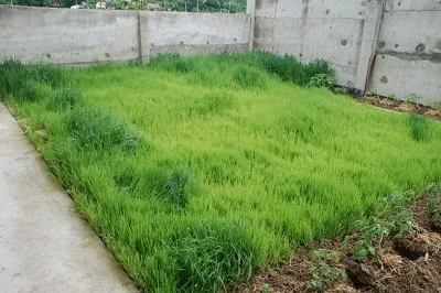 Când să semene ovăz ca îngrășământ verde în primăvara sau toamna (toamna) Când să semene ovăz ca îngrășământ verde în toamna sau primăvara