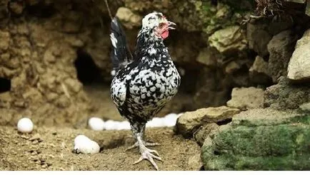 pui rasa Royal din China - o descriere cu fotografii și video