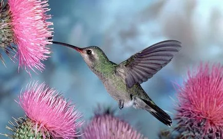 Colibrii, enciclopedie animale