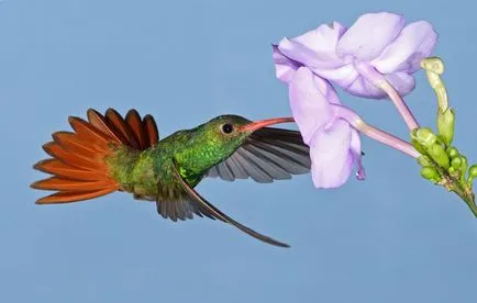 Colibri - mic miracol