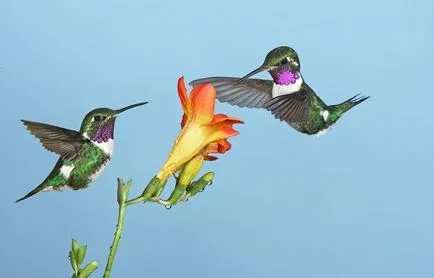 Colibri - mic miracol