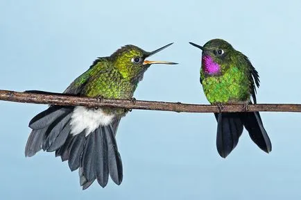 Colibri - mic miracol