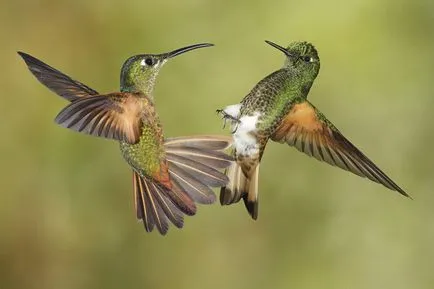 Colibri - mic miracol