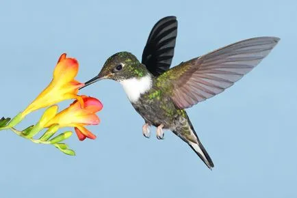 Colibri - mic miracol