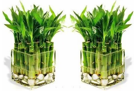 Houseplant caracteristici cultivarea de bambus, de îngrijire, de reproducere (cultivare) Houseplant caracteristici cultivarea de bambus, de îngrijire, de reproducție