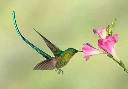 Colibri - mic miracol