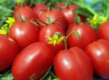 Când să planteze roșii în teren deschis în 2017