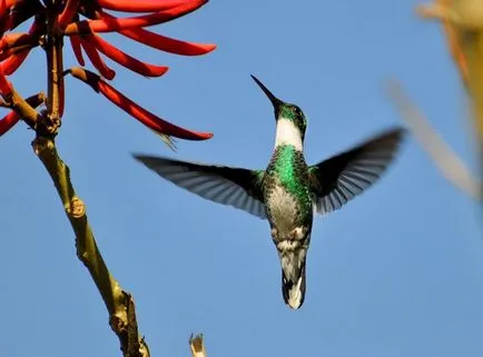 Colibrii, enciclopedie animale