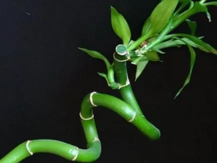 Houseplant caracteristici cultivarea de bambus, de îngrijire, de reproducere (dacha) Houseplant caracteristici cultivarea de bambus, de îngrijire, de reproducție