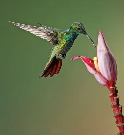 Colibri - mic miracol