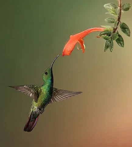 Colibri - mic miracol