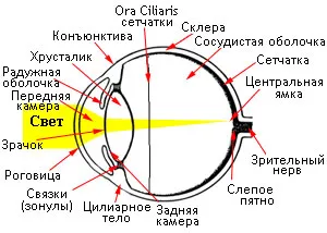 Ochi roșii pisică