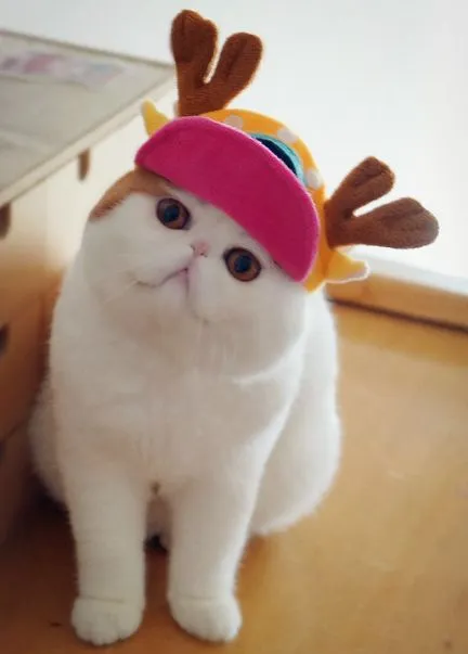 Cat Snoopy (24 fotografii) rasa chineză, preturi, video - murkote despre pisici și pisici (Snoopy) Cat Snoopy (24 fotografii) rasa chineză, preturi, video - murkote despre pisici și pisici