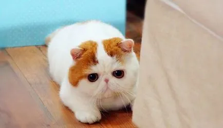 Cat Snoopy (24 fotografii) rasa chineză, preturi, video - murkote despre pisici și pisici (foto) Cat Snoopy (24 fotografii) rasa chineză, preturi, video - murkote despre pisici și pisici