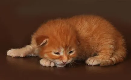 pisoi Maine Coon