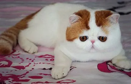 Cat Snoopy (24 fotografii) rasa chineză, preturi, video - murkote despre pisici și pisici (Snoopy) Cat Snoopy (24 fotografii) rasa chineză, preturi, video - murkote despre pisici și pisici