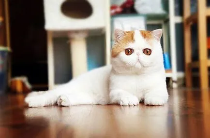 Cat Snoopy (24 fotografii) rasa chineză, preturi, video - murkote despre pisici și pisici (foto) Cat Snoopy (24 fotografii) rasa chineză, preturi, video - murkote despre pisici și pisici