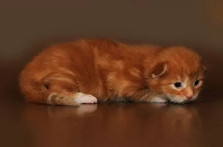 pisoi Maine Coon