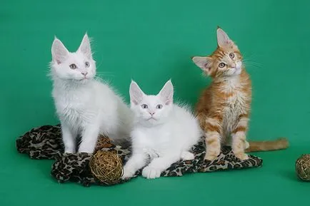 pisoi Maine Coon