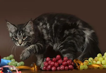 pisoi Maine Coon