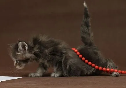 pisoi Maine Coon