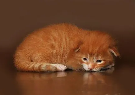 pisoi Maine Coon
