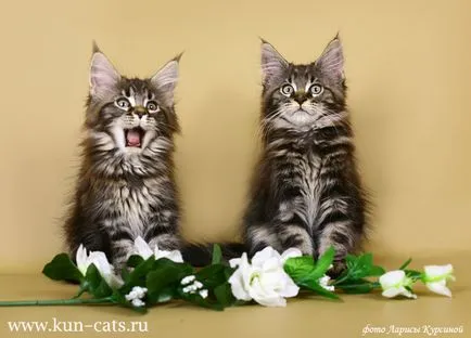 pisoi Maine Coon