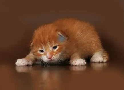 pisoi Maine Coon
