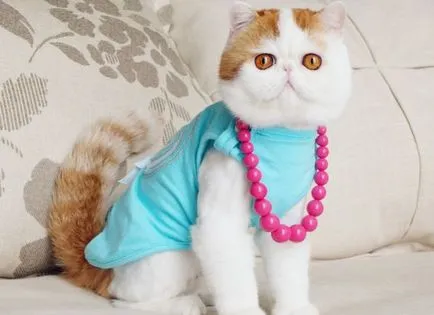 Cat Snoopy (24 fotografii) rasa chineză, preturi, video - murkote despre pisici și pisici (foto) Cat Snoopy (24 fotografii) rasa chineză, preturi, video - murkote despre pisici și pisici