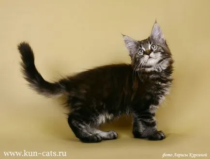 pisoi Maine Coon