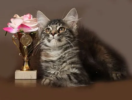 pisoi Maine Coon