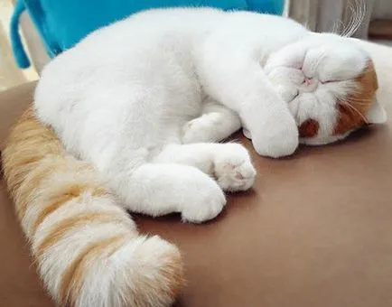 Cat Snoopy (24 fotografii) rasa chineză, preturi, video - murkote despre pisici și pisici (foto) Cat Snoopy (24 fotografii) rasa chineză, preturi, video - murkote despre pisici și pisici