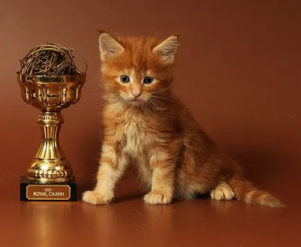 pisoi Maine Coon