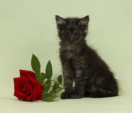 pisoi Maine Coon