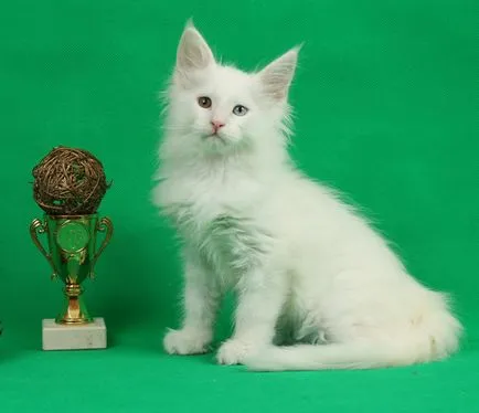 pisoi Maine Coon