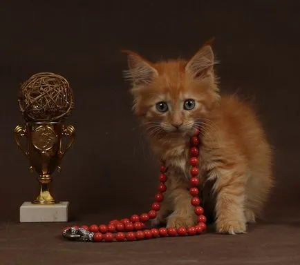 pisoi Maine Coon