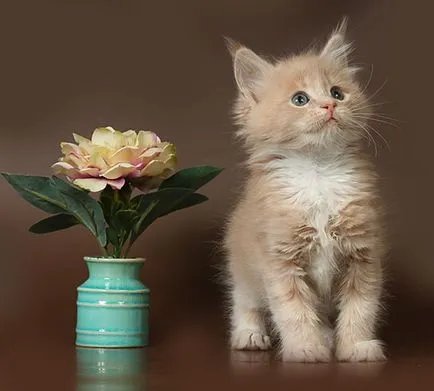pisoi Maine Coon