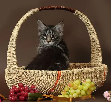 pisoi Maine Coon