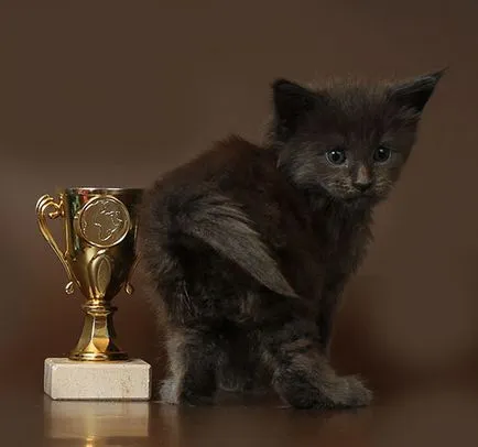 pisoi Maine Coon