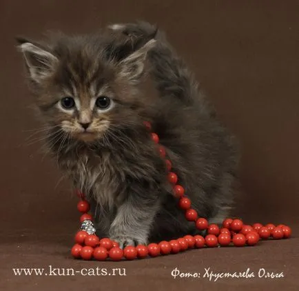 pisoi Maine Coon