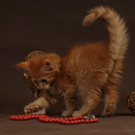 pisoi Maine Coon
