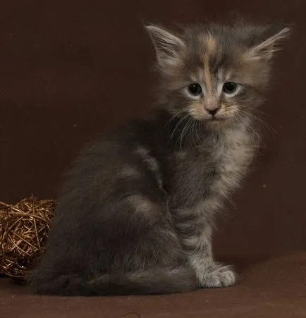pisoi Maine Coon